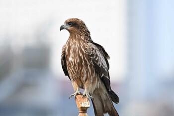 2022年1月26日(水) 山下公園の野鳥観察記録