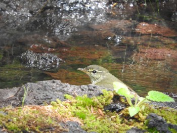 Japanese Leaf Warbler Okuniwaso(Mt. Fuji) Sat, 9/9/2017