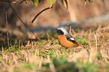 2022年1月26日(水) 新横浜公園の野鳥観察記録