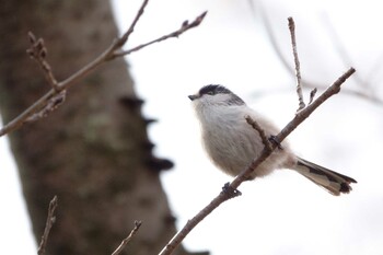 2022年1月24日(月) 秋ヶ瀬公園の野鳥観察記録