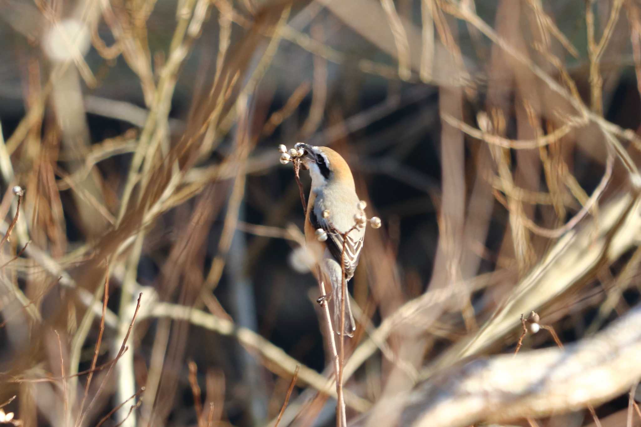 Bull-headed Shrike