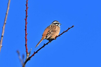 Meadow Bunting 加木屋緑地 Sat, 1/22/2022