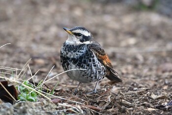 Dusky Thrush 加木屋緑地 Sat, 1/22/2022