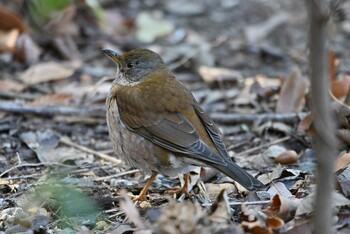 Pale Thrush 加木屋緑地 Sat, 1/22/2022