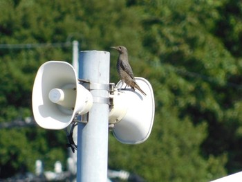 Blue Rock Thrush Unknown Spots Sun, 8/13/2017