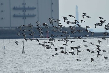 Eurasian Oystercatcher Sambanze Tideland Sun, 1/23/2022