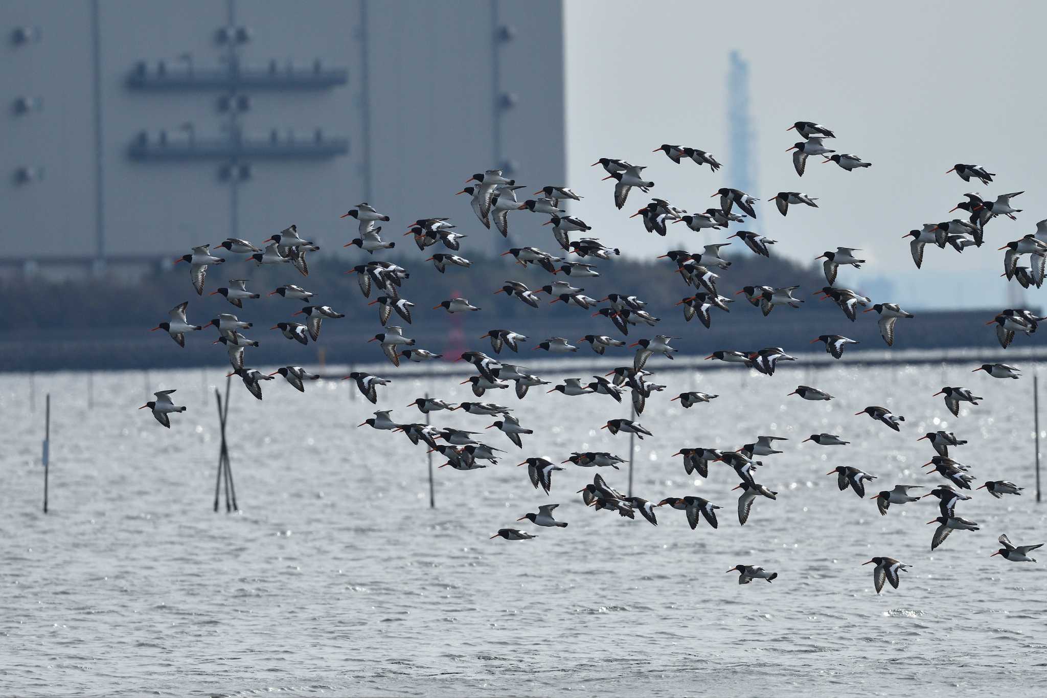 Photo of Eurasian Oystercatcher at Sambanze Tideland by tantan