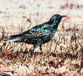 Common Starling Unknown Spots Unknown Date