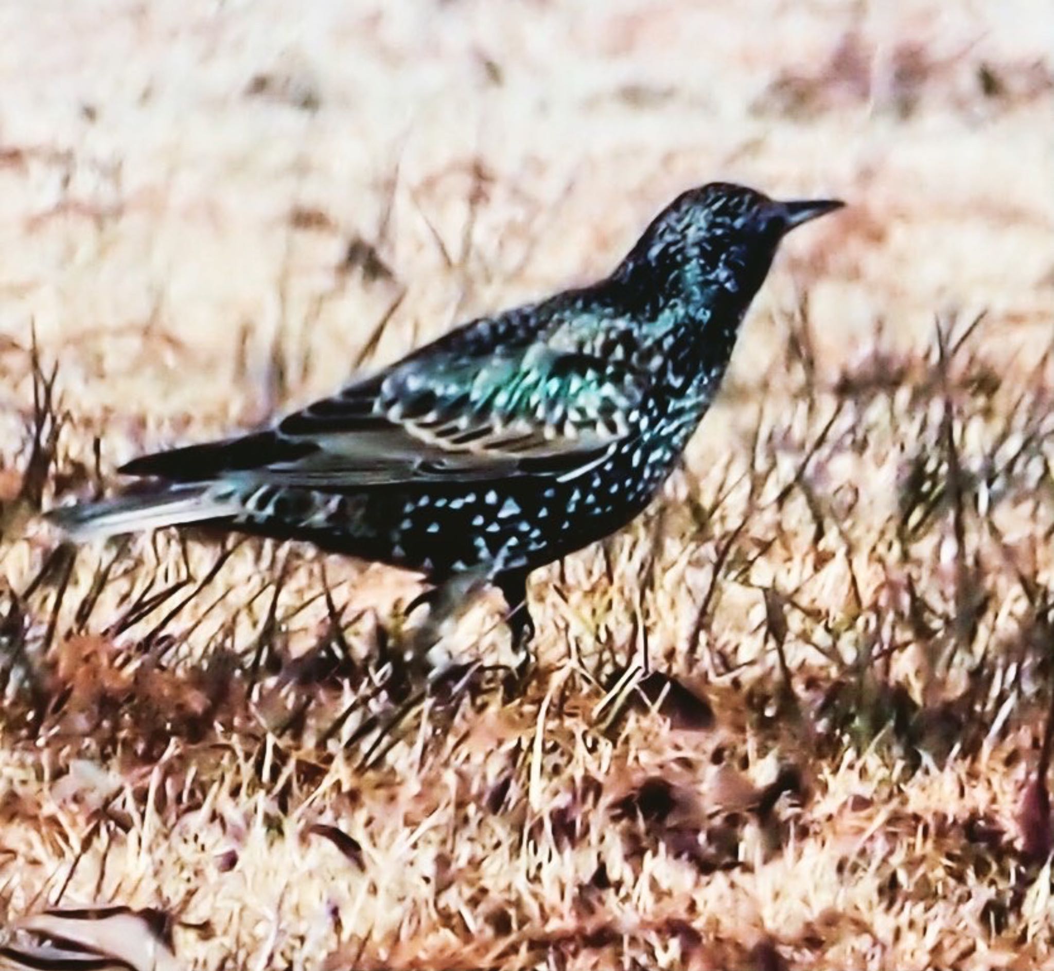 Photo of Common Starling at  by willy