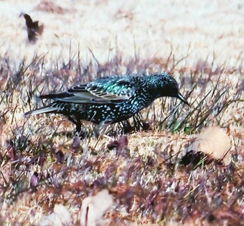 Common Starling Unknown Spots Unknown Date