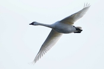 Tundra Swan(columbianus) Unknown Spots Mon, 1/24/2022