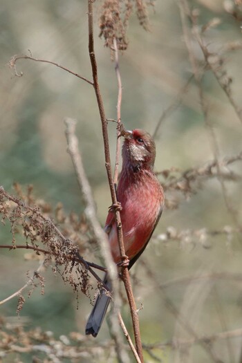 Siberian Long-tailed Rosefinch Hayatogawa Forest Road Fri, 1/21/2022