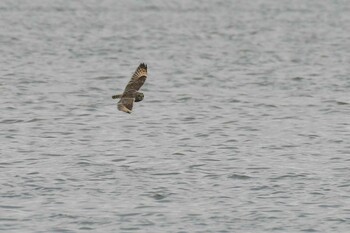 Thu, 1/27/2022 Birding report at 河北潟