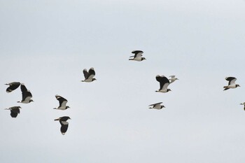 2022年1月25日(火) 河北潟の野鳥観察記録