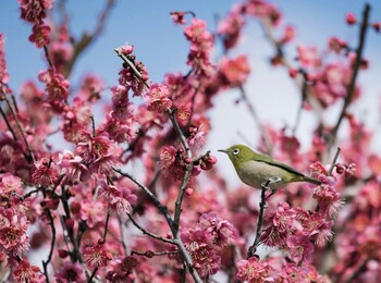 Warbling White-eye 神戸市 Unknown Date