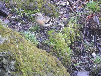 アトリ 西湖野鳥の森公園 2017年4月8日(土)