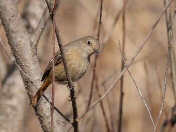 Daurian Redstart 皆野町 Tue, 1/25/2022