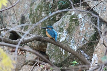 カワセミ 明石公園 2021年11月28日(日)