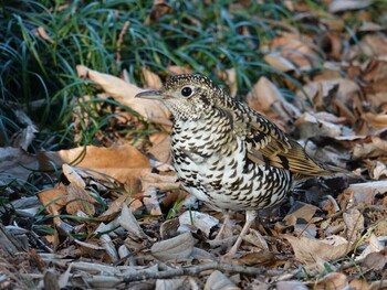 トラツグミ 昭和記念公園 2022年1月26日(水)