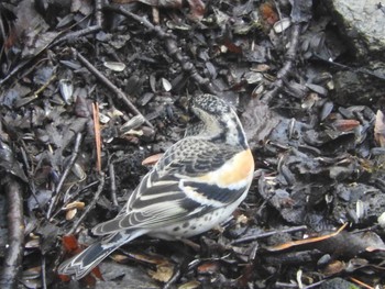 Brambling 西湖野鳥の森公園 Sat, 4/8/2017