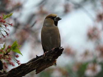 Hawfinch 狭山池 Unknown Date