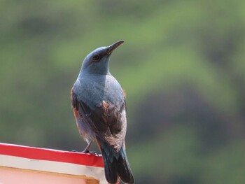 Blue Rock Thrush 岡山後楽園 Thu, 4/8/2021