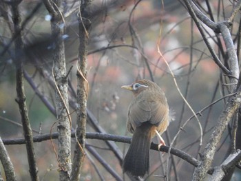 ガビチョウ あきる野市切欠付近秋川 撮影日未設定