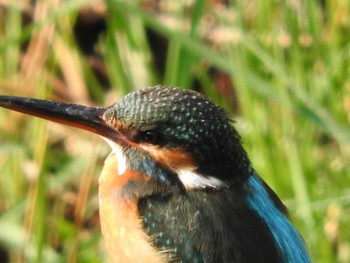 Common Kingfisher 狭山池 Unknown Date