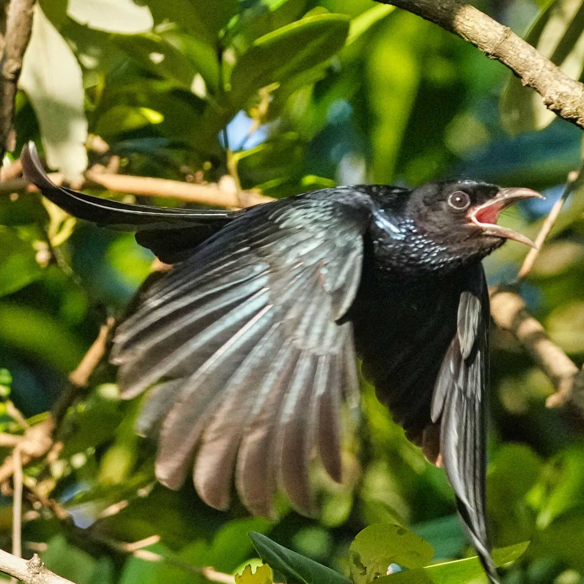 Bronzed Drongo