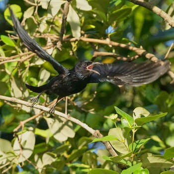 Bronzed Drongo Phra Chedi Klang Nam(Rayong) Mon, 1/24/2022