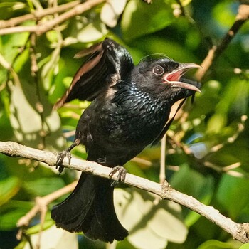 Bronzed Drongo Phra Chedi Klang Nam(Rayong) Mon, 1/24/2022