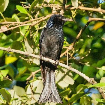 Bronzed Drongo Phra Chedi Klang Nam(Rayong) Mon, 1/24/2022