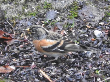 アトリ 西湖野鳥の森公園 2017年4月8日(土)