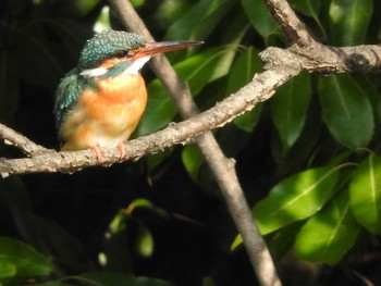 Common Kingfisher 狭山池 Unknown Date