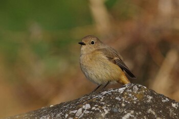 ジョウビタキ 多摩川 2022年1月27日(木)