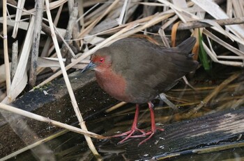 Ruddy-breasted Crake 馬見丘陵公園 Thu, 1/27/2022