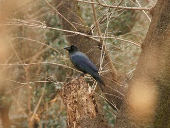 ハシブトガラス 光が丘公園 2022年1月26日(水)