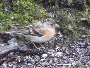 Brambling 西湖野鳥の森公園 Sat, 4/8/2017