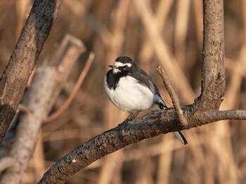 Japanese Wagtail Kitamoto Nature Observation Park Wed, 1/26/2022