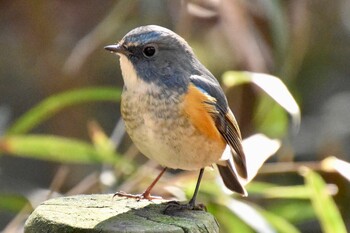 ルリビタキ 座間谷戸山公園 2022年1月27日(木)