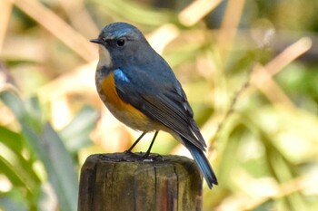 ルリビタキ 座間谷戸山公園 2022年1月27日(木)