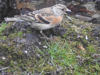 Brambling 西湖野鳥の森公園 Sat, 4/8/2017