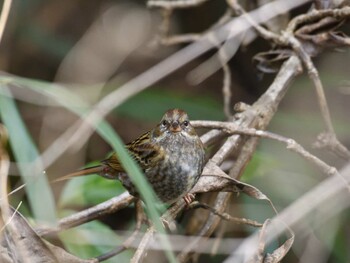 Wed, 1/19/2022 Birding report at 国立科学博物館附属自然教育園 (港区, 東京)