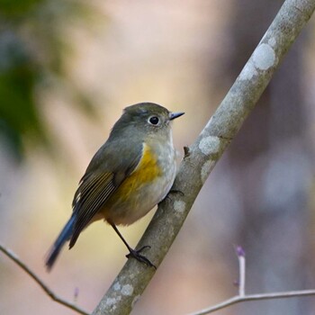 Red-flanked Bluetail 滋賀県近江富士花緑公園 Wed, 1/26/2022