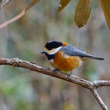 Varied Tit 滋賀県近江富士花緑公園 Wed, 1/26/2022