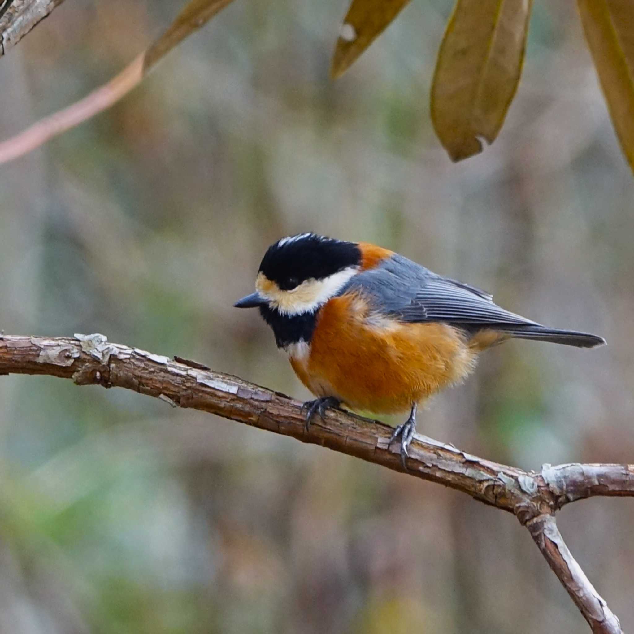 Photo of Varied Tit at 滋賀県近江富士花緑公園 by bmont520