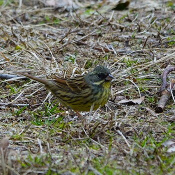 Masked Bunting 滋賀県近江富士花緑公園 Wed, 1/26/2022