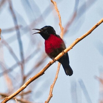 Van Hasselt's Sunbird Rayong Botanical Garden  Wed, 1/26/2022