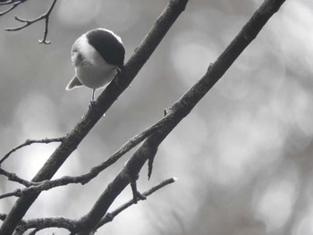 コガラ 西湖野鳥の森公園 2017年4月8日(土)