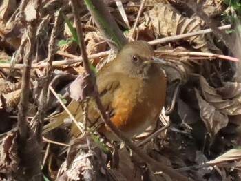 2022年1月27日(木) 山崎川中流域の野鳥観察記録